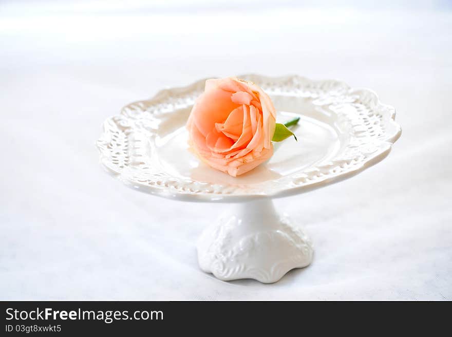 Rose on plate in studio