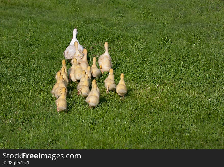 Small ducklings in group with the mother