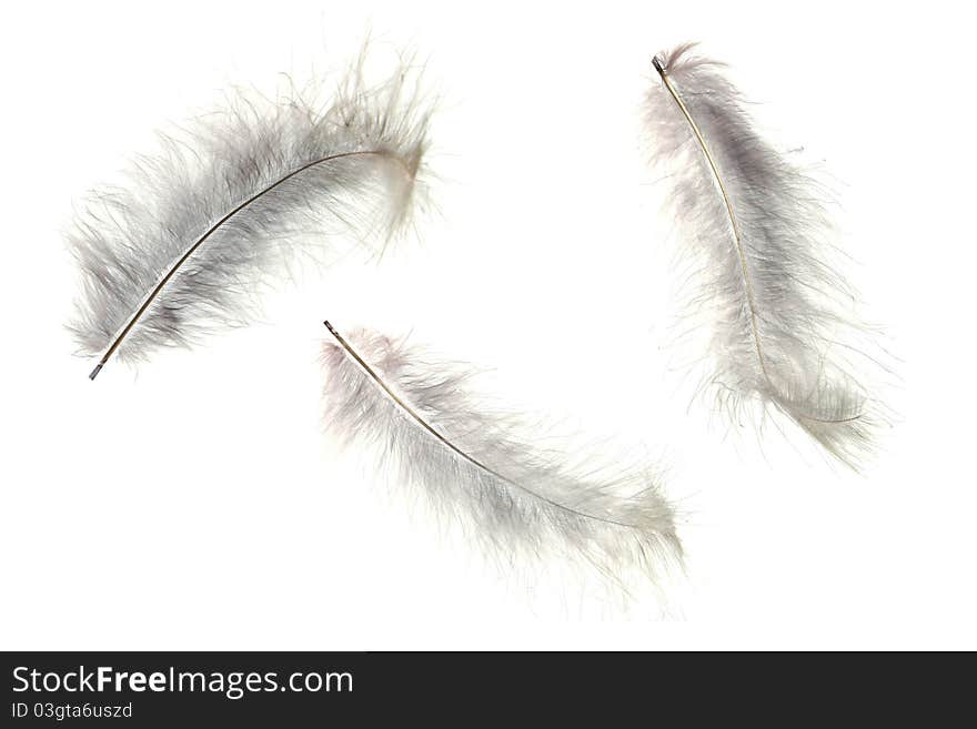 Three feathers isolated on white background