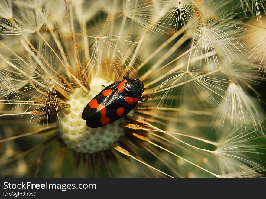 Close-up of seeded dandelion head, symbol of possibility, hope, and dreams. Good image for sympathy, get-well soon, or thinking of you greeting card