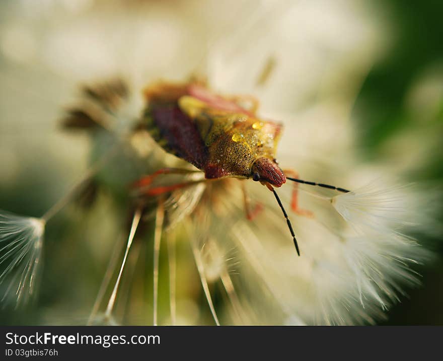 Close-up of seeded dandelion head, symbol of possibility, hope, and dreams. Good image for sympathy, get-well soon, or thinking of you greeting card