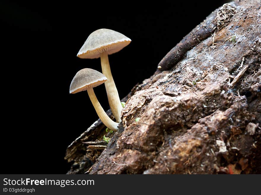 Mushrooms on the old tree