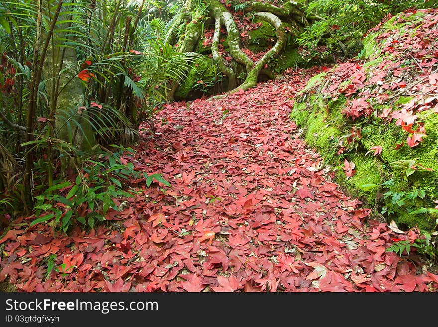 Red leaves on the wild road. Red leaves on the wild road