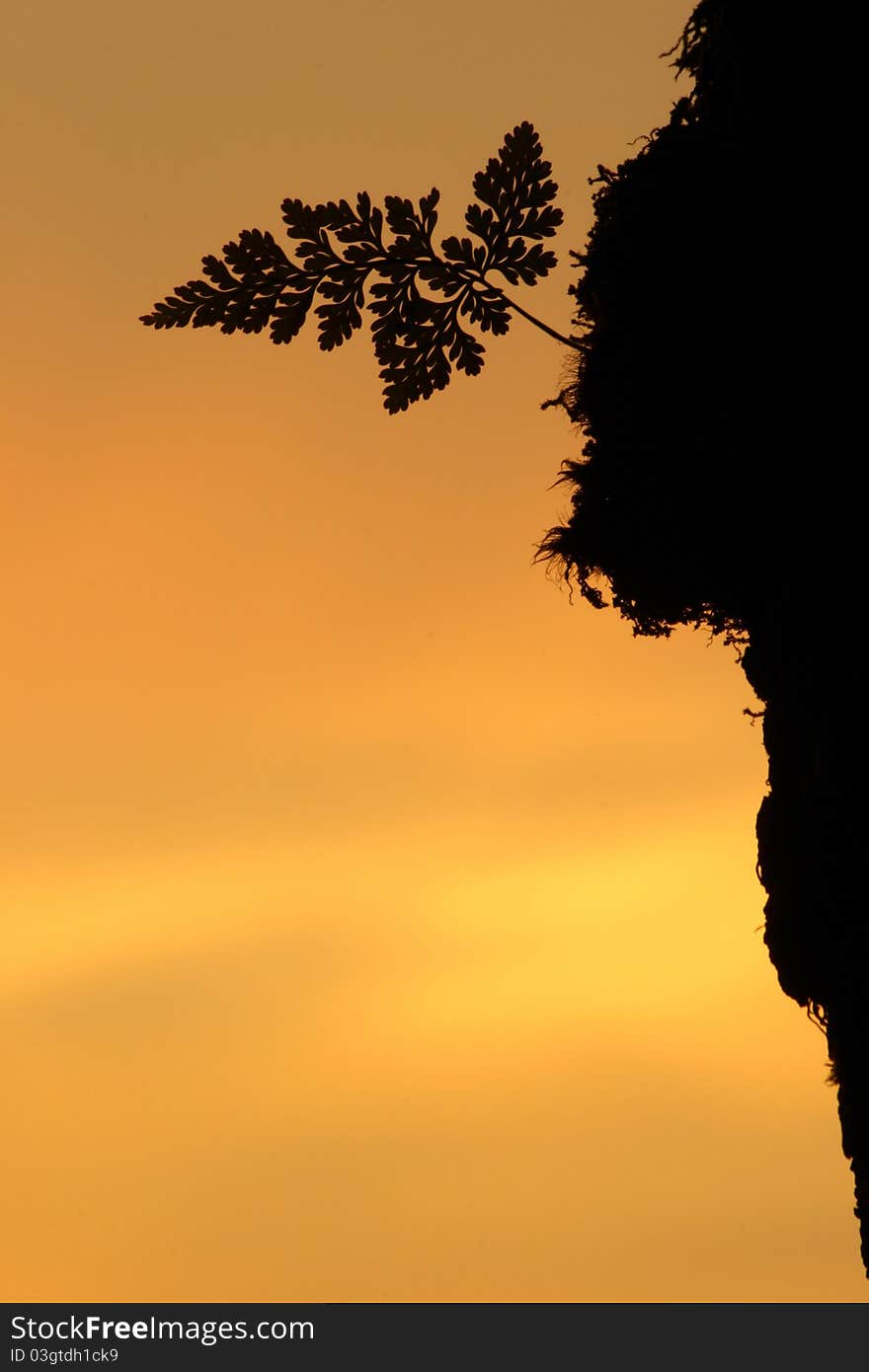 Silhouette fern