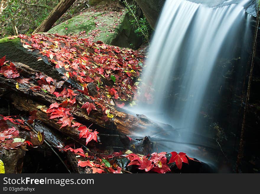 In Winter the maple were fall. In Winter the maple were fall