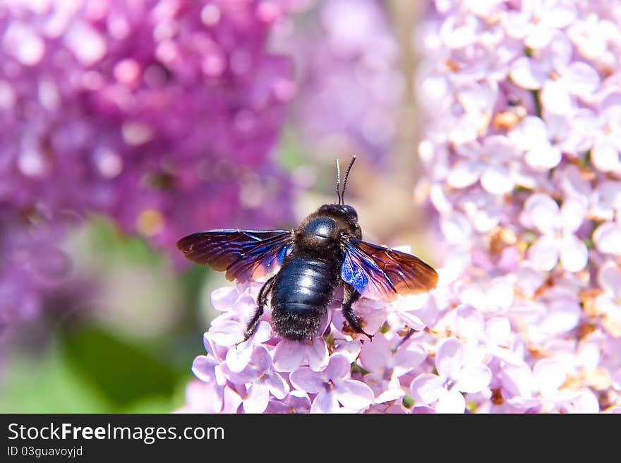 Big European Bee On Lilac