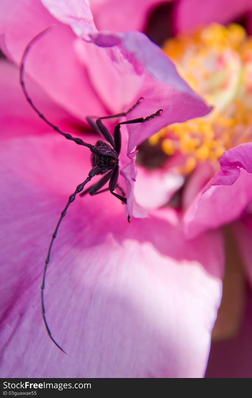 Longhorn beetle on peony