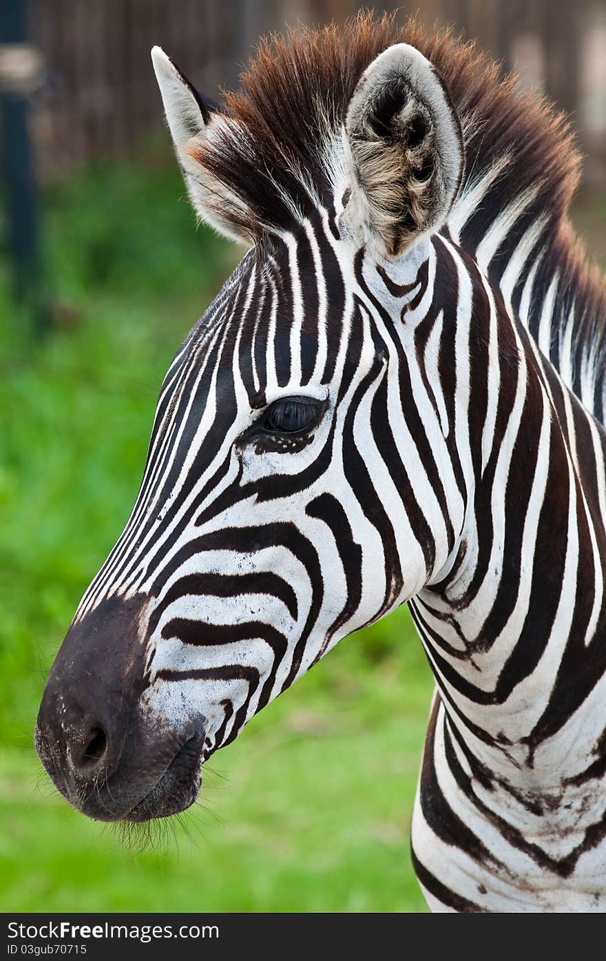 Head of zebra in green field