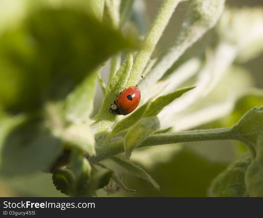 Ladybug on the lush green leaves