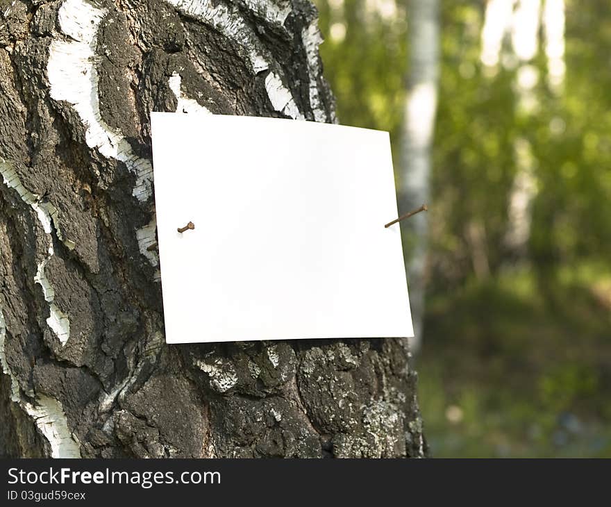 Paper attached nail to a tree in the forest. Paper attached nail to a tree in the forest