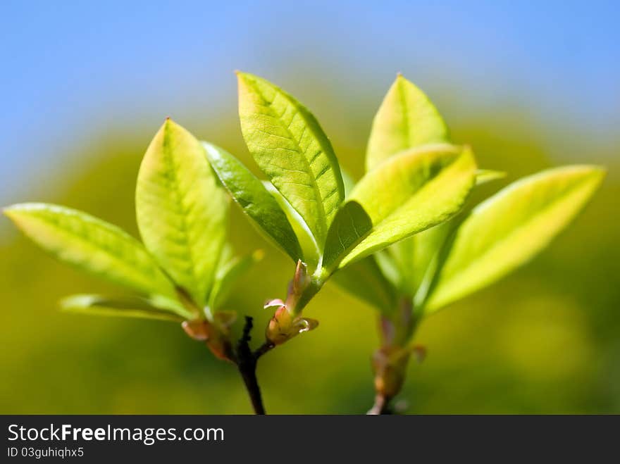 Young leaves of azaleas in macro mode on a sky background. Young leaves of azaleas in macro mode on a sky background.