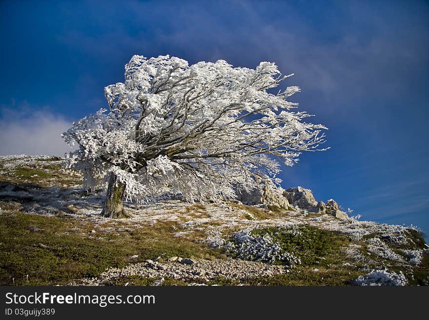 Rime In Tree