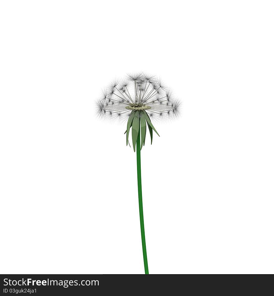 Dandelion parachutes by the wind on a white background