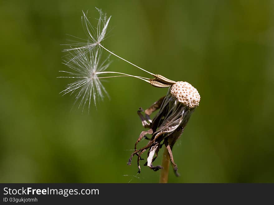 Dandelion