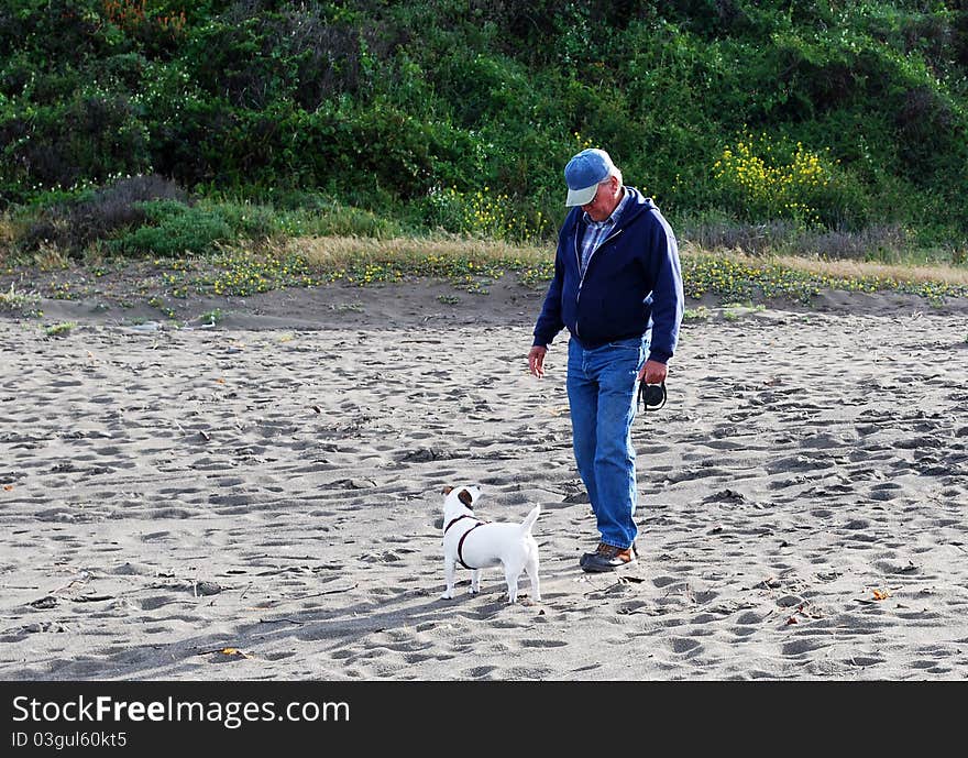 Jack Russell Terrier learning the LOOK command. Jack Russell Terrier learning the LOOK command