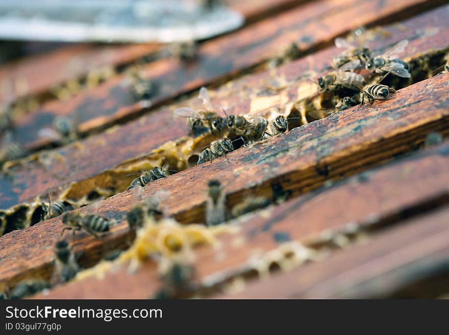 Group of bees work hard to collect honey. Group of bees work hard to collect honey