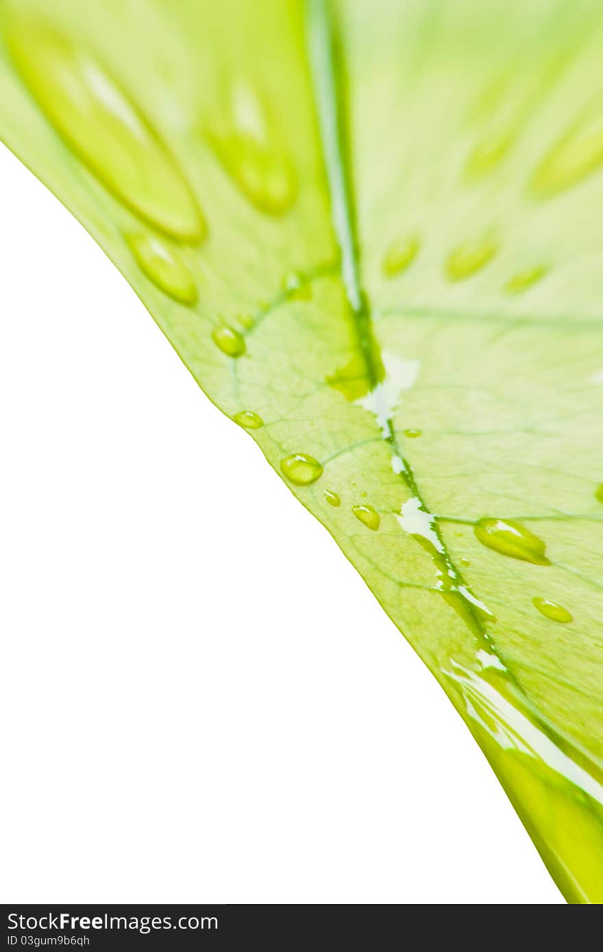 Green leaves with droplet isolated on white background faded outcan use as frame. Green leaves with droplet isolated on white background faded outcan use as frame