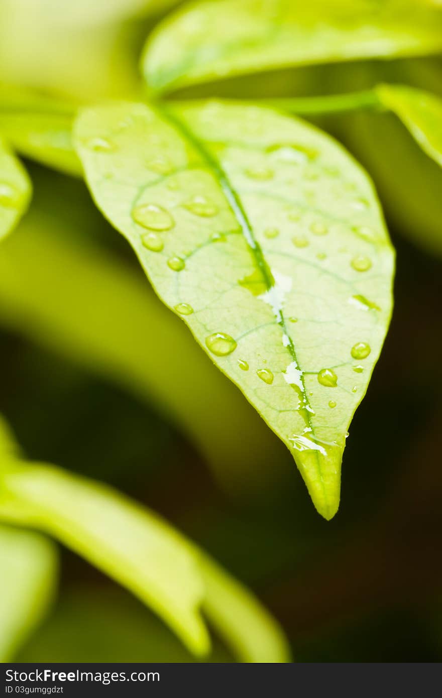 Green leaves with droplets