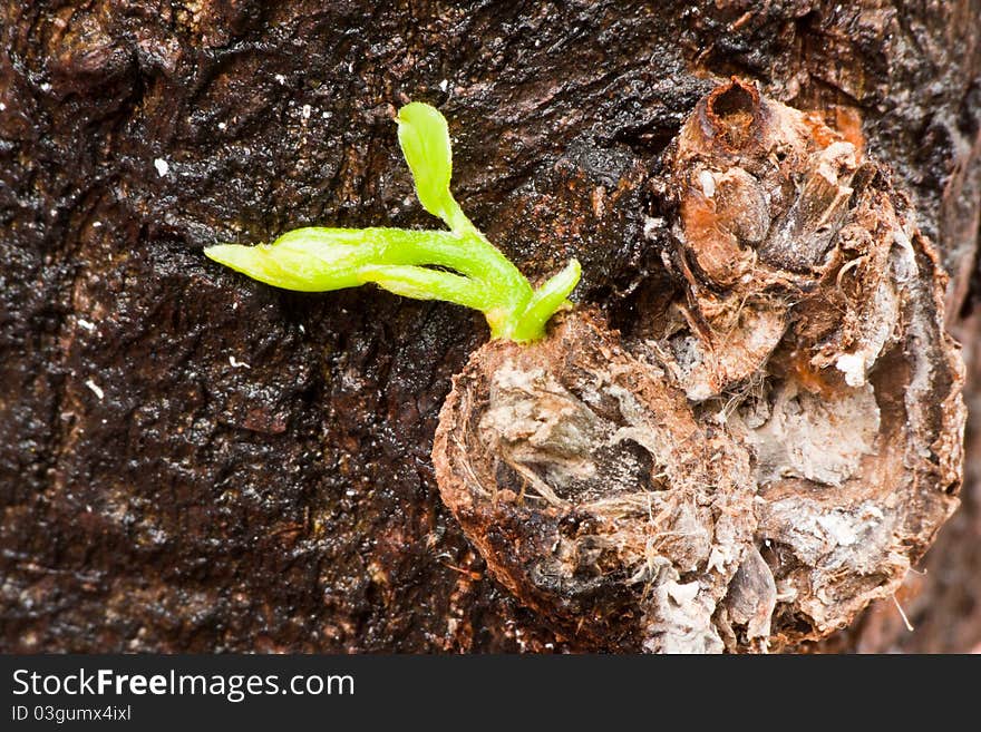 New green tree branch germinate from trunk close up. New green tree branch germinate from trunk close up