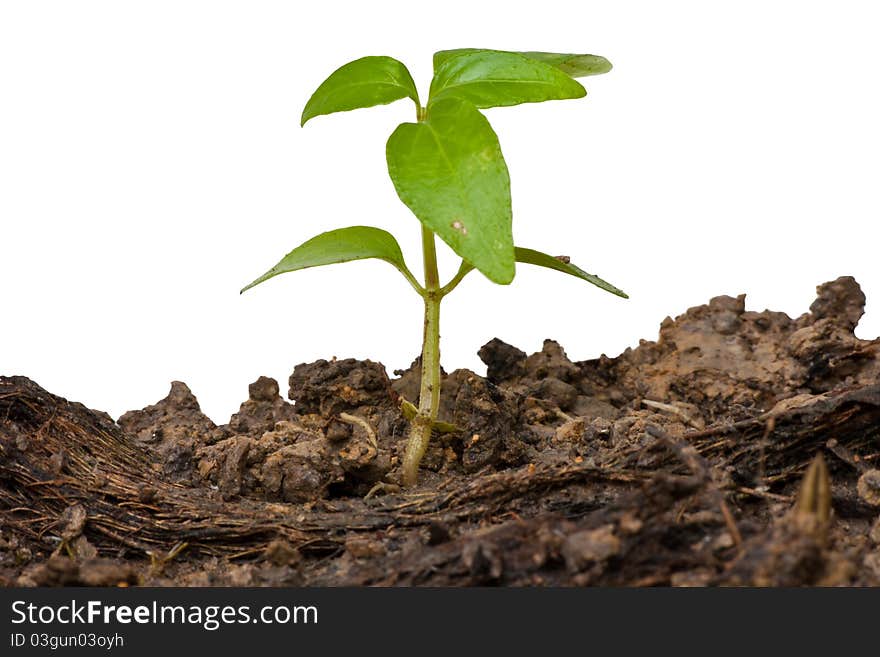 Young green tree germinate from the ground isolated on white background. Young green tree germinate from the ground isolated on white background