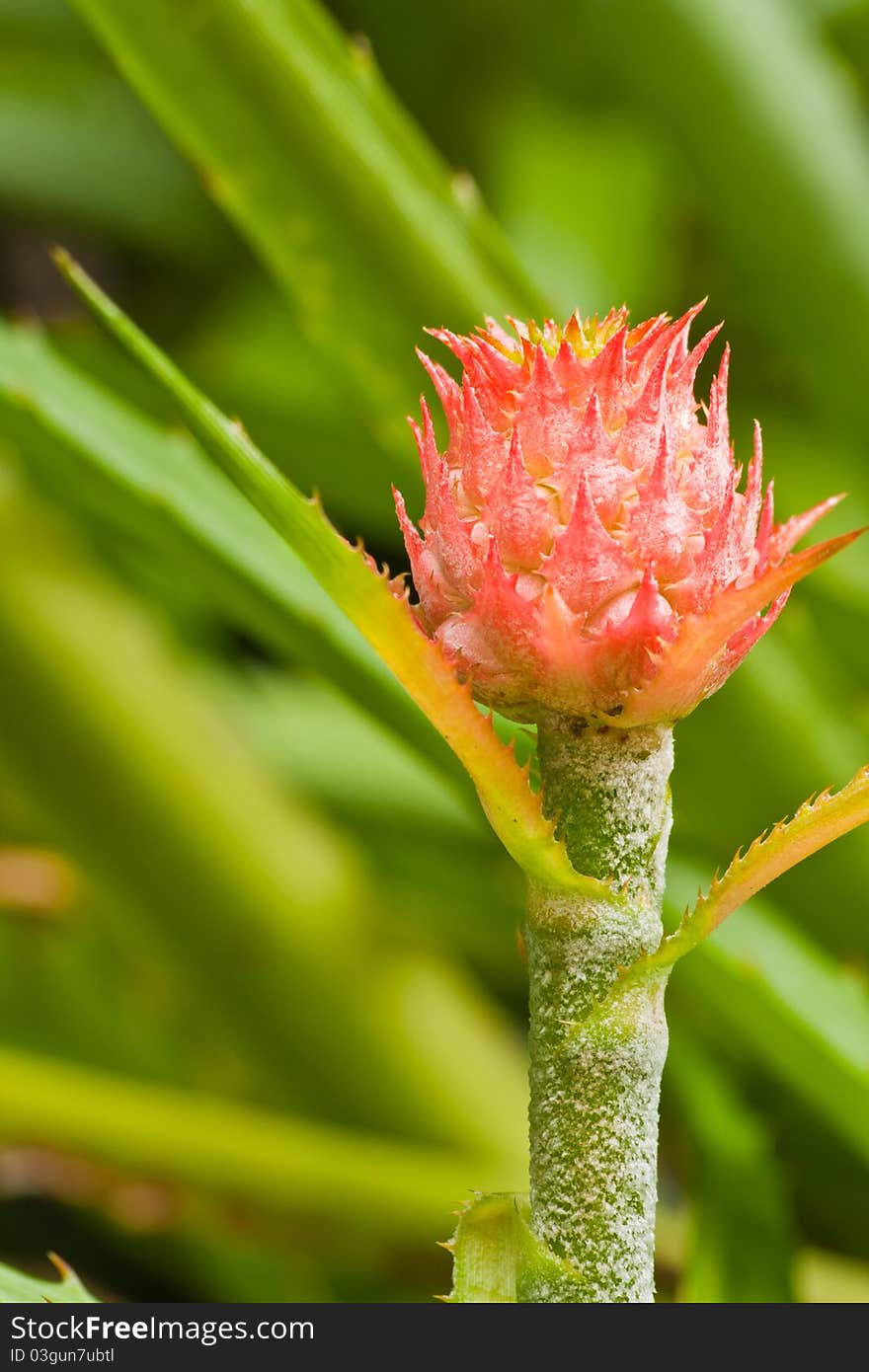 Young pineapple fruit on its plant with green leaves in background