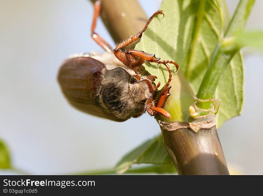 The may-bug on the hand. The may-bug on the hand