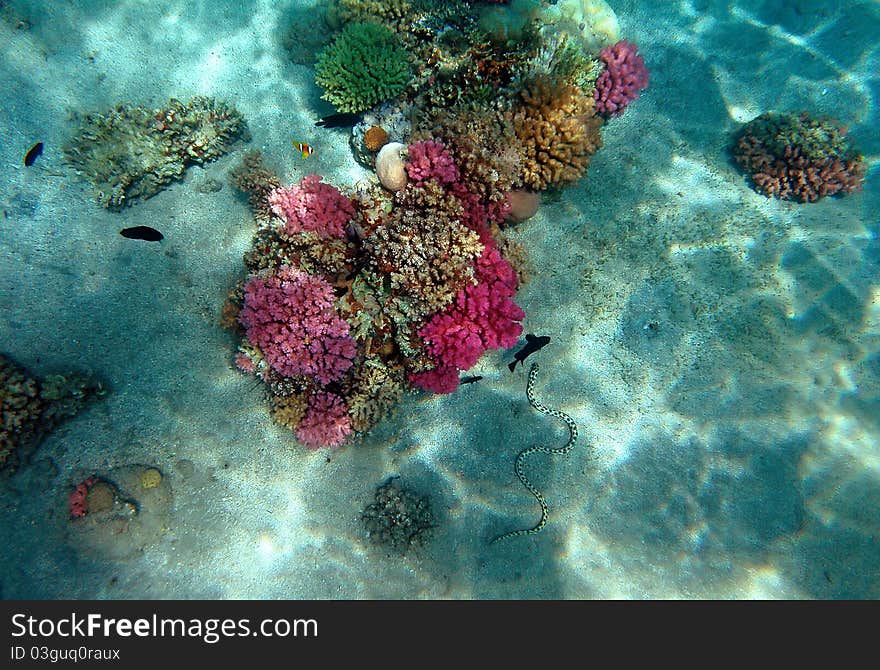 Red Sea coral reef