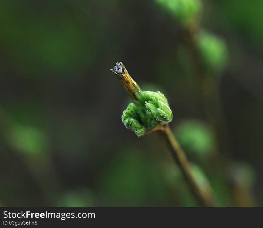 Spring bud. Composition of nature.