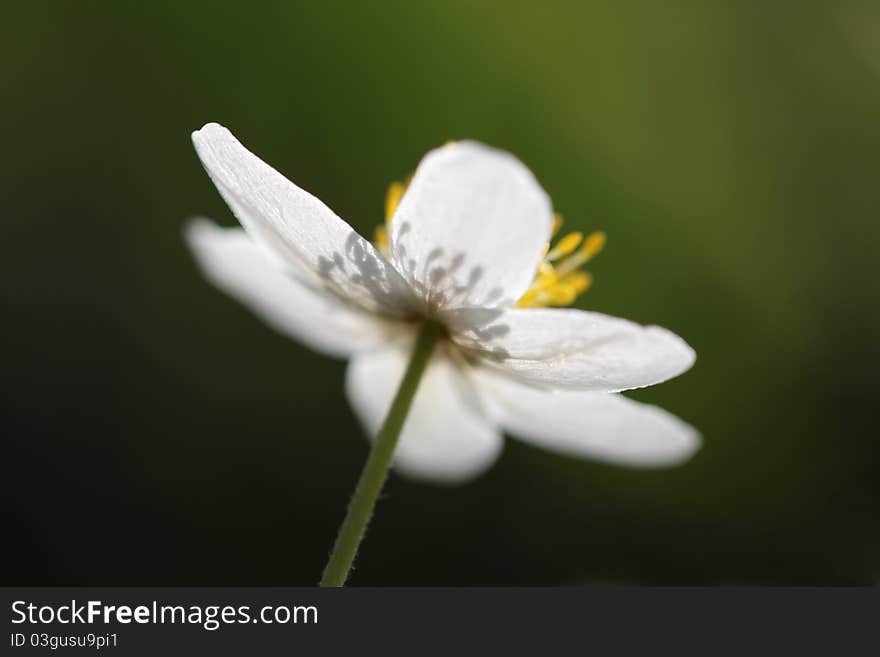 Flowers white anemones with shadow