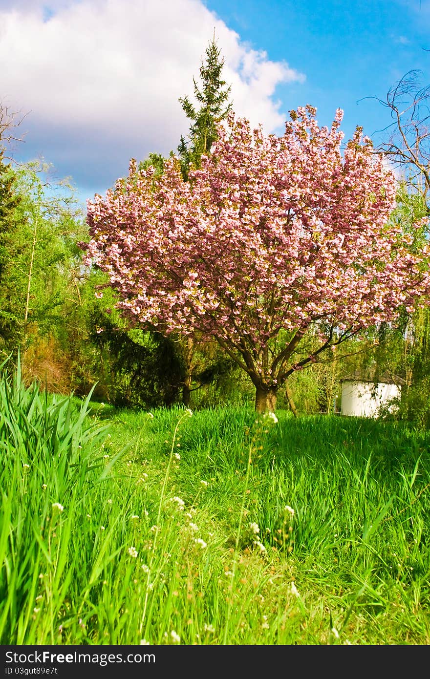 Spring, Beautiful Pink Flower Blossom on sky