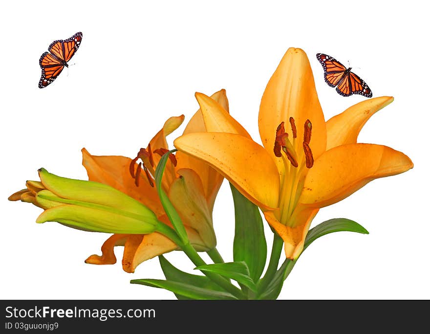 Bright Flowers With Monarch Butterfly