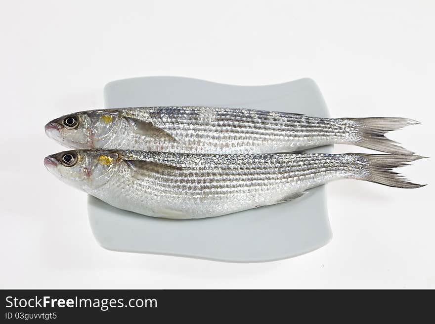 Two Golden Grey Mullet Liza Aurata