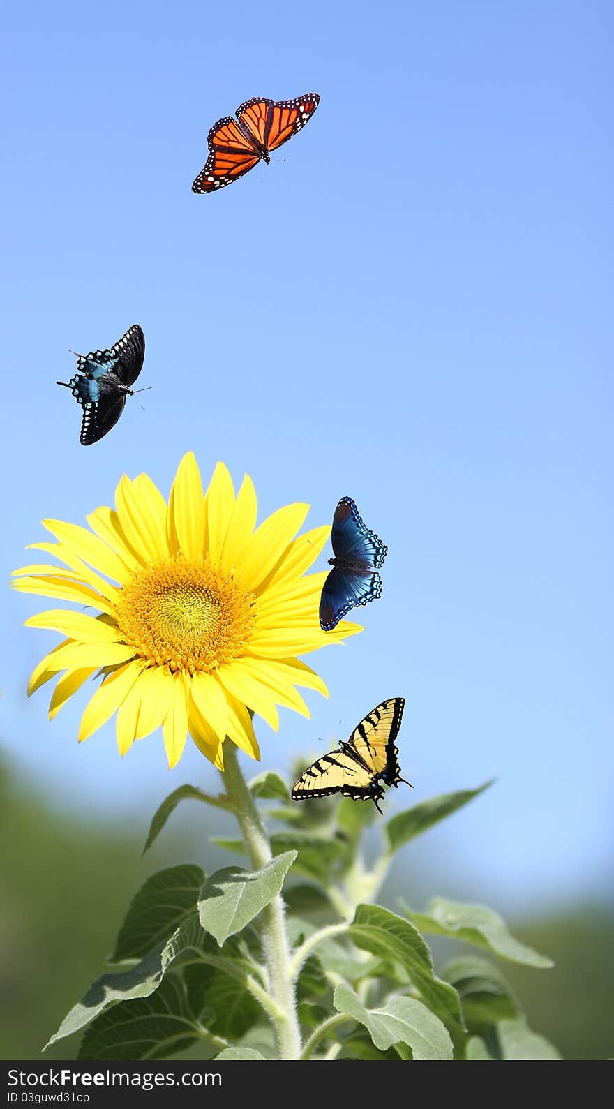 Bright Sunflower with various Butterflies. Bright Sunflower with various Butterflies