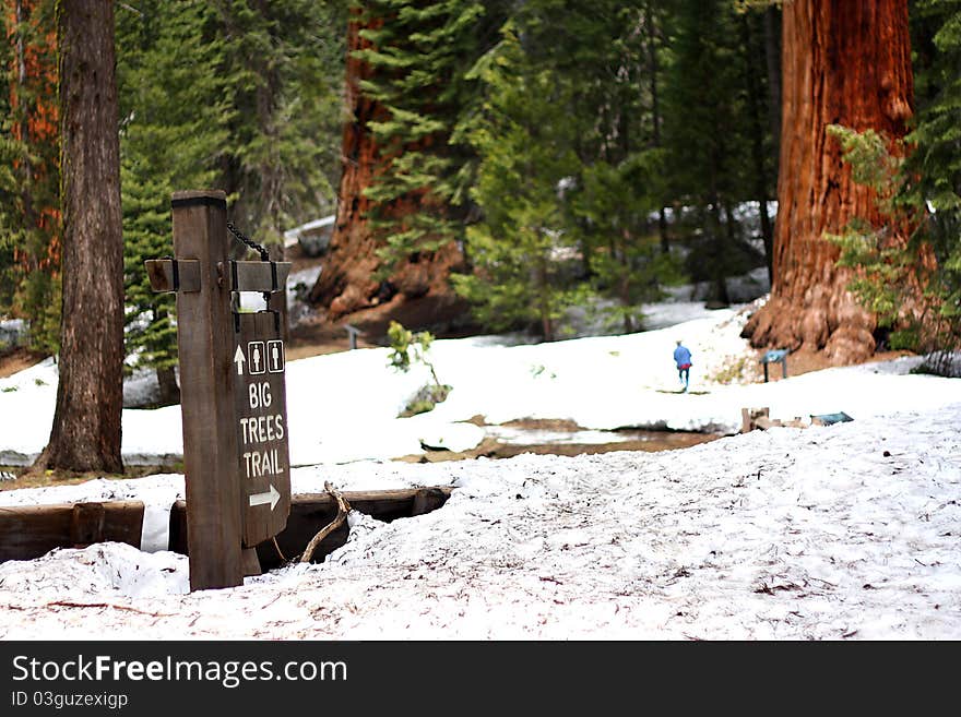 Big Trees Trail in giant sequoia forest