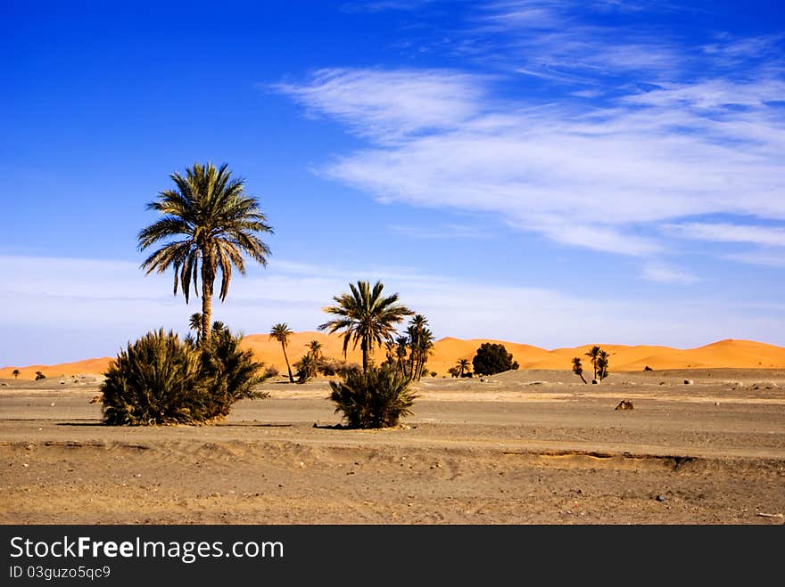 Dunes of Sahara an palm trees