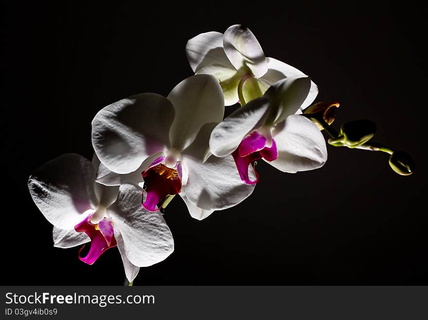 Image shows orchidea isolated on a dark background. Image shows orchidea isolated on a dark background