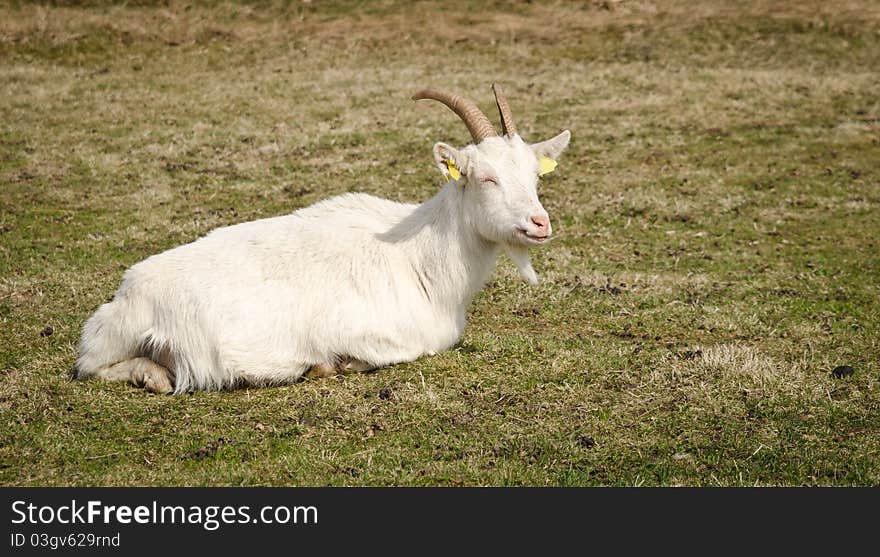 White Goat Resting