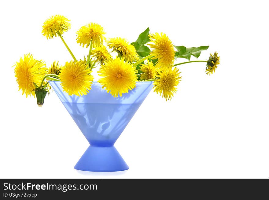 Dandelions in a dark blue vase on the white isolated background. Dandelions in a dark blue vase on the white isolated background