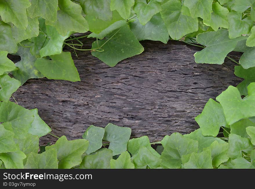 Ivy Gourd Wood Background Brown Gray