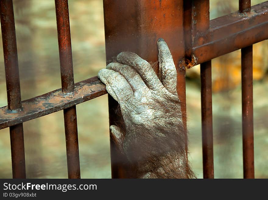 Hand of prisoned orangutan monkey in a zoo. Hand of prisoned orangutan monkey in a zoo