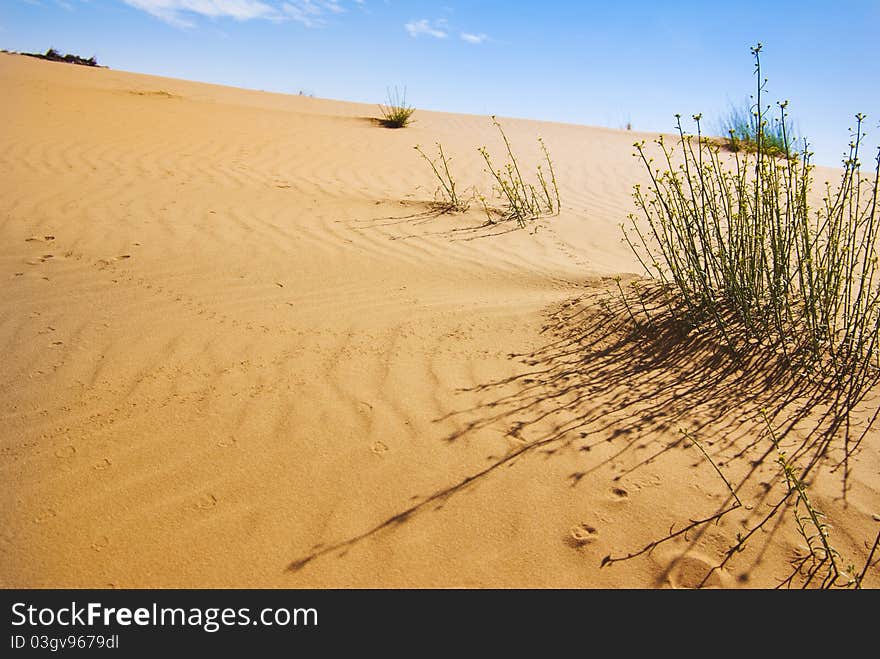 Dunes os Sahara desert and blue sky. Dunes os Sahara desert and blue sky