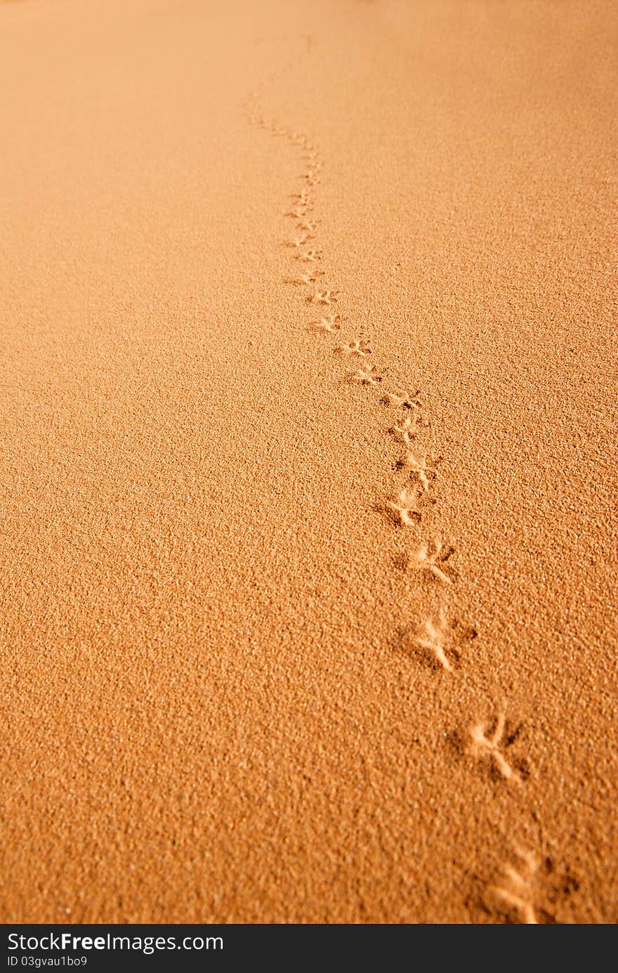 Sandy background with bird`s footprints