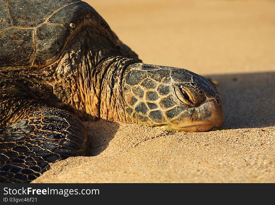 Close-up of a Hawaiian Seat Turtle