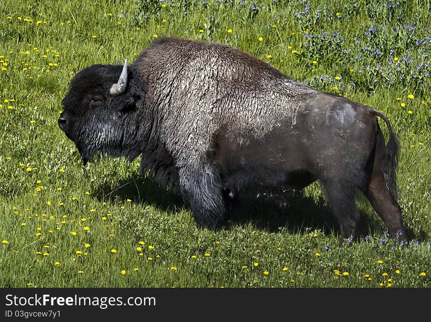 Savage buffalo in the yellowstone parc in wyoming