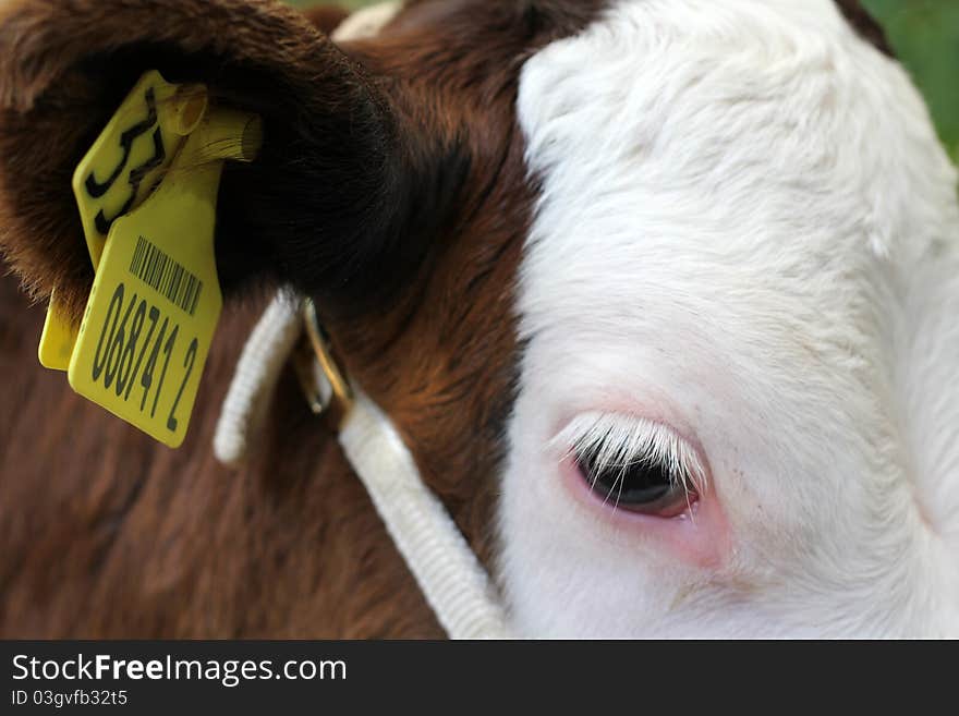 Close up of an industry farm cow