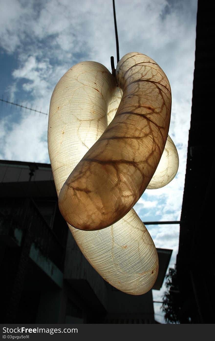 Intestine of a cow being taken to prepare a dried sausage. Intestine of a cow being taken to prepare a dried sausage.