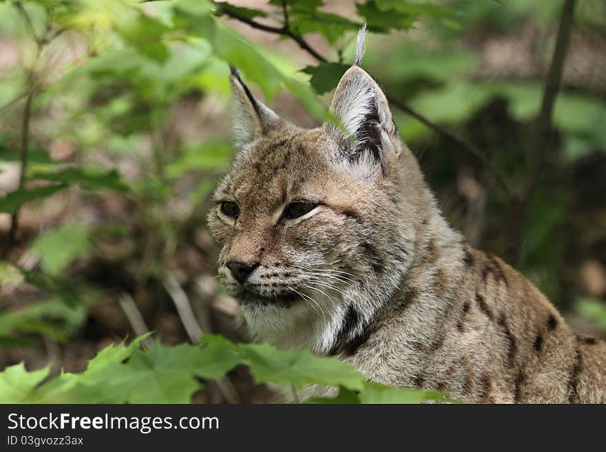 Lynx