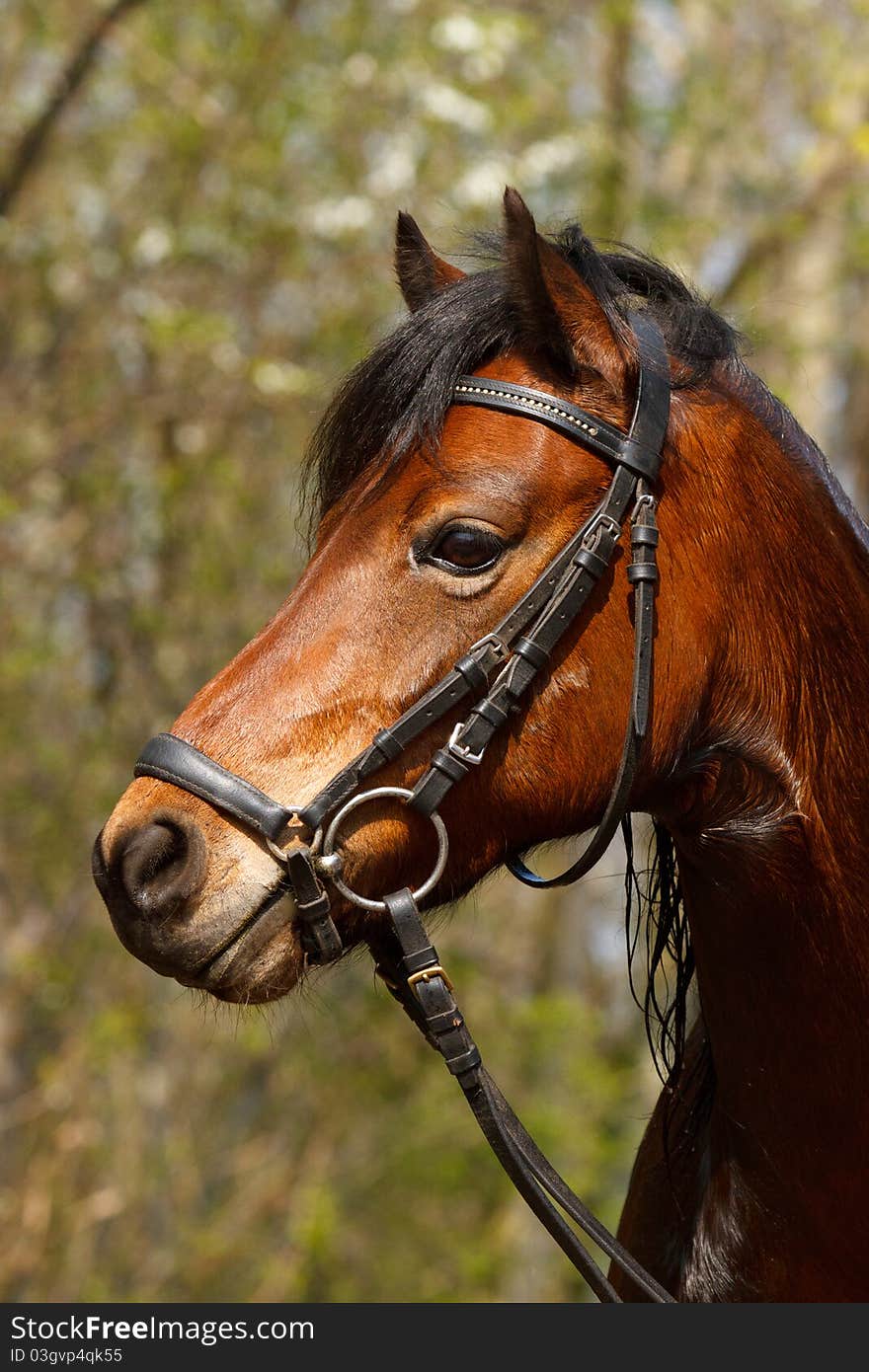 Welsh Pony