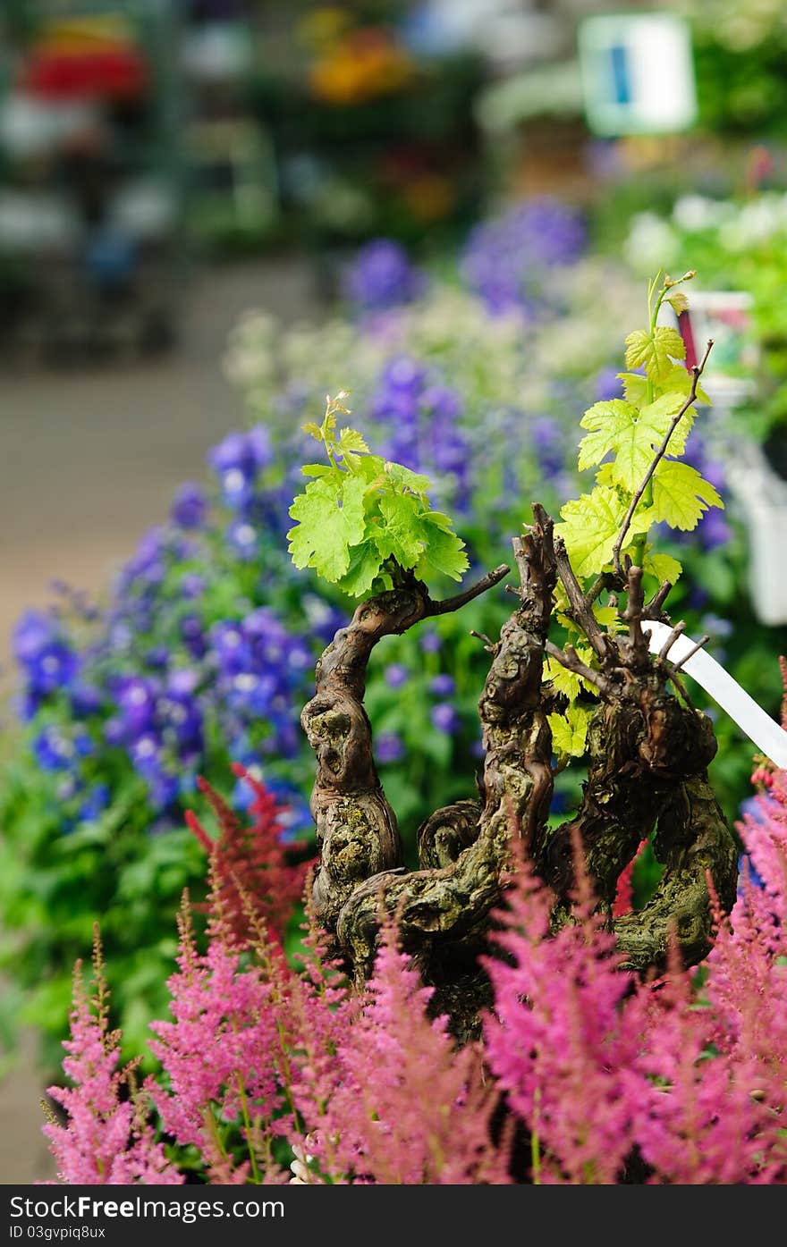 Old Vine stump for sale in a garden store. Old Vine stump for sale in a garden store.