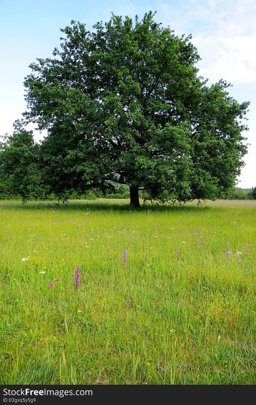 Oak tree in the meadow